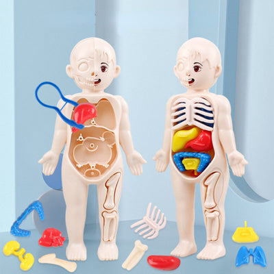 14 Pcs Children DIY Human Organ Model Educational Toy