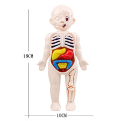14 Pcs Children DIY Human Organ Model Educational Toy